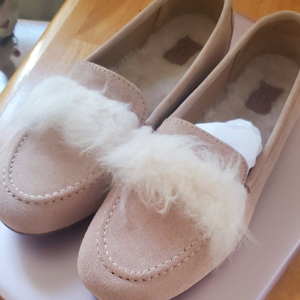 Brand new uggs